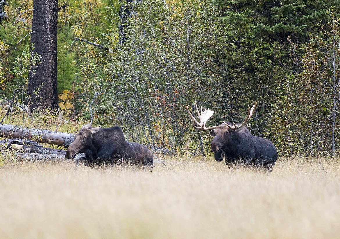 A bull moose pursues a cow in Glacier National Park last week.