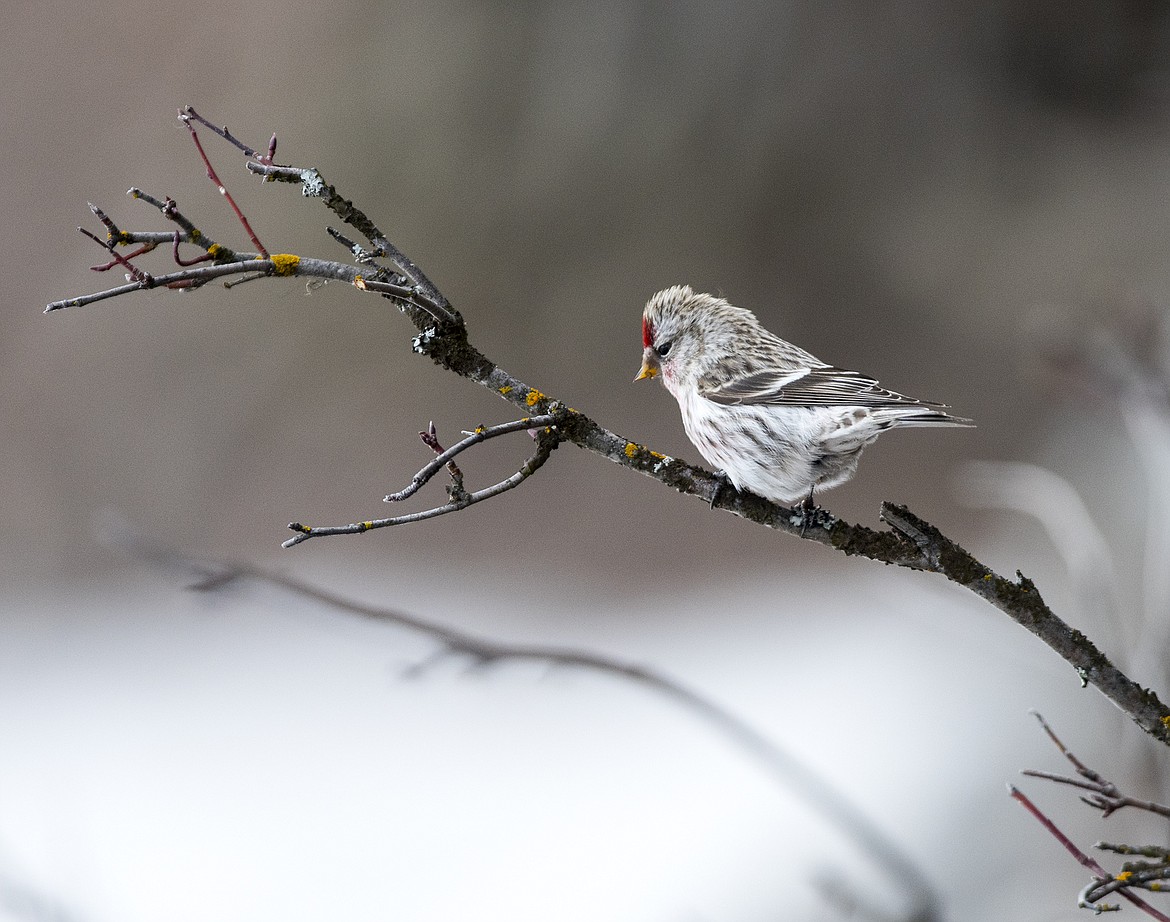 A common red poll perches on a bush on a dreary evening last week in Glacier National Park.