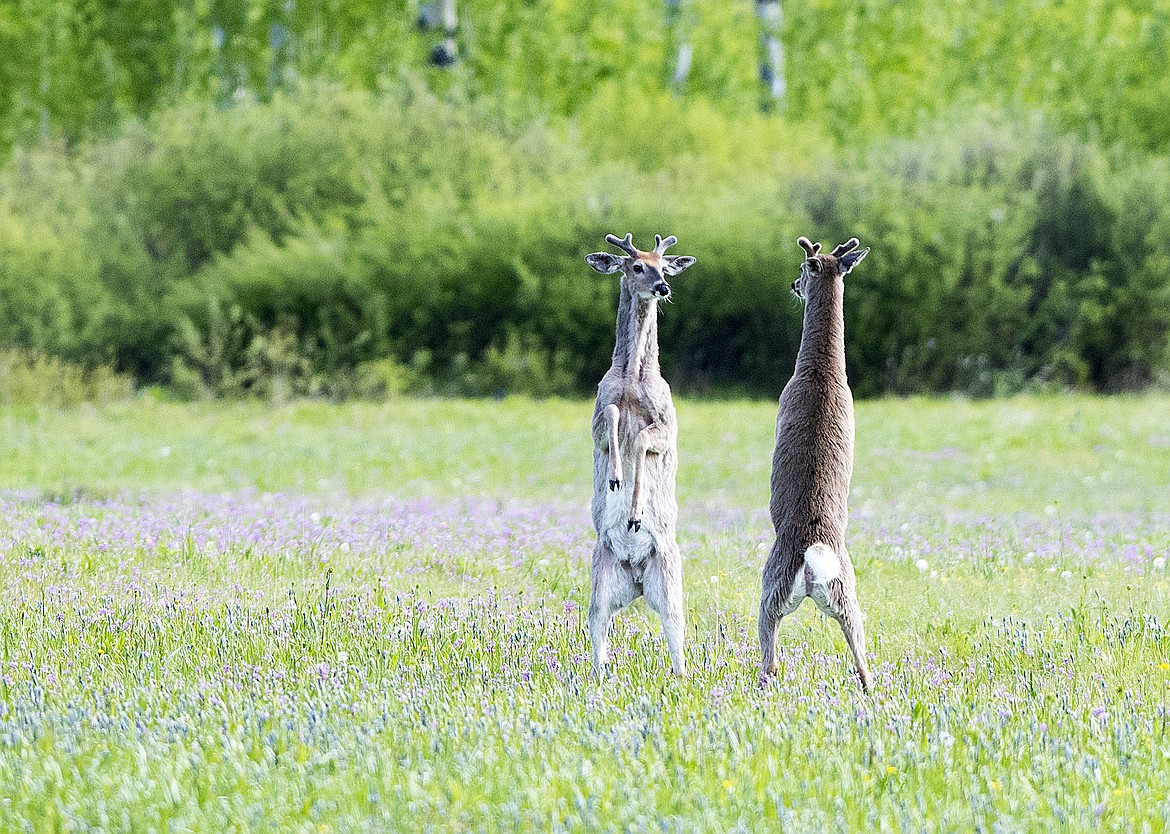 Whitetail bucks briefly spar while passing in a North Fork Meadow last week.