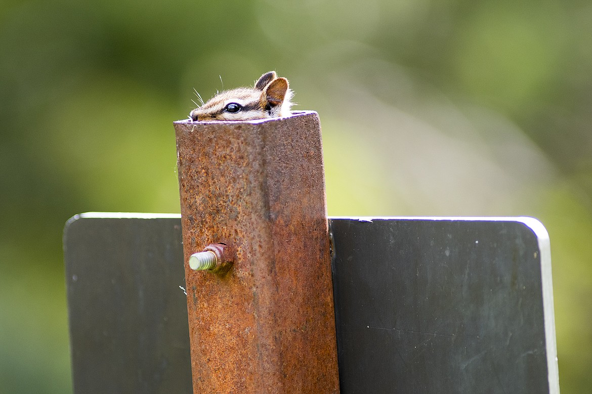 A red-tailed chipmunk eyes the world from the dafety of a backcountry sign in Glacier National Park.