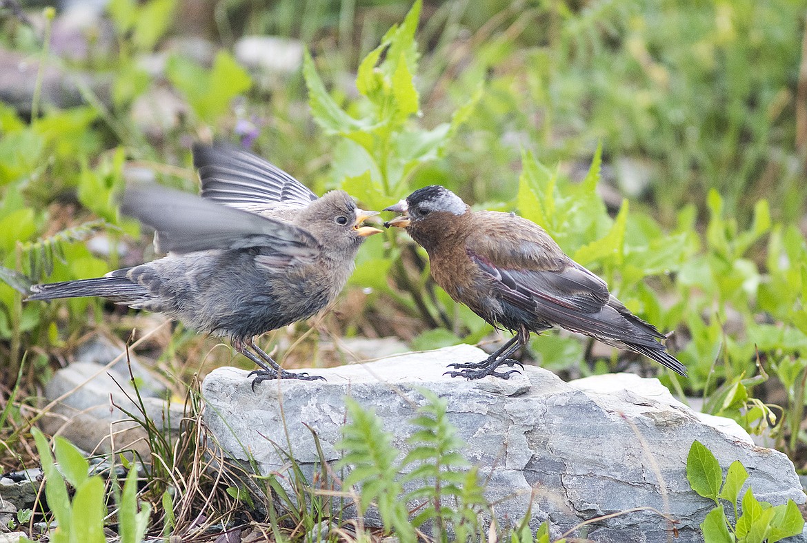 A gray crowned rosy finch feeds one of its fledglings insects.