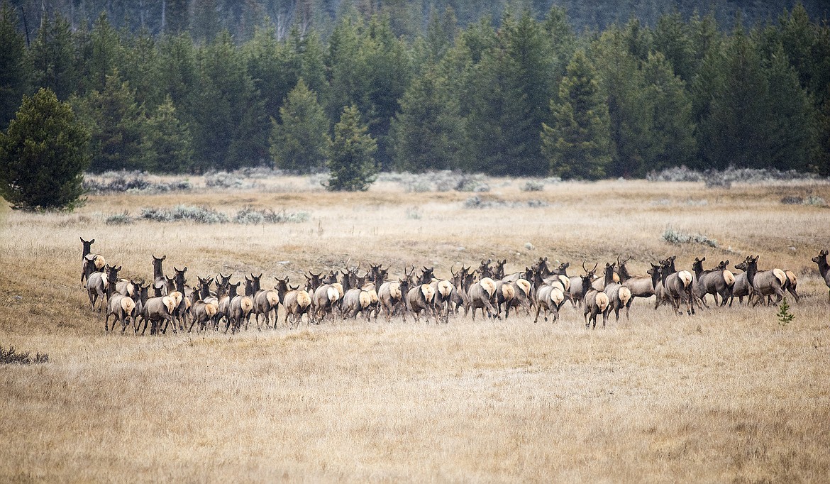 A herd of elk run across a prairie in Glacier National Park.