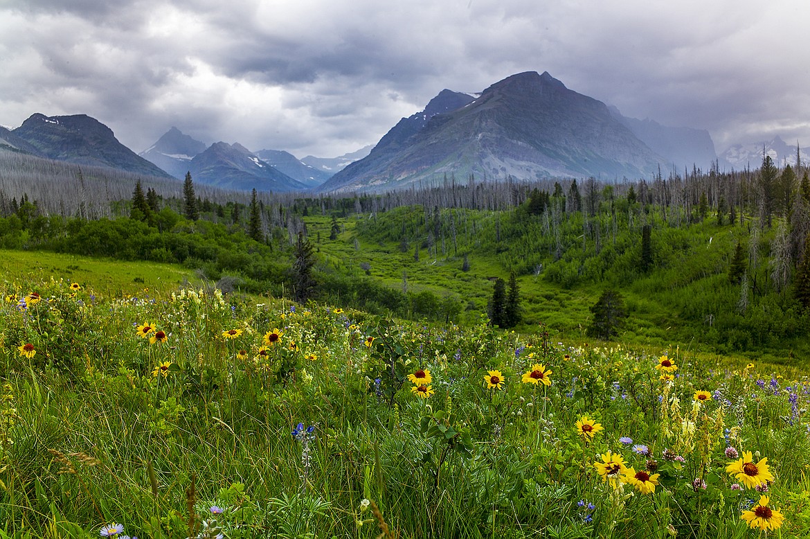 Blanketflower blooms in the St. Mary drainage of Glacier National Park.