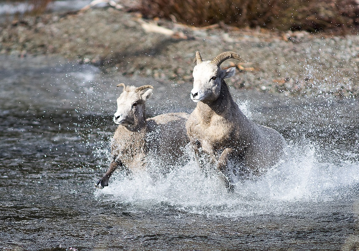 A bighorn ewe and lamb leap across the outlet to Two Medicine Lake in Glacier National Park.