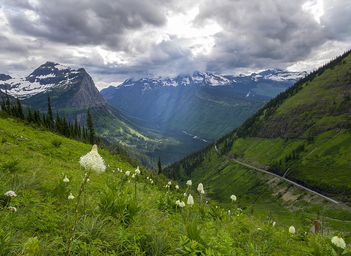 Bear grass blooms as the Sun Road snakes below in Glacier National Park last week.