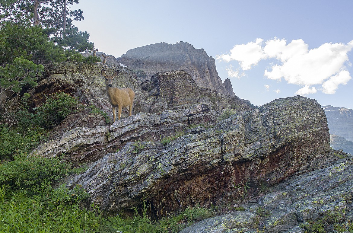 A mule deer doe and her fawns in the high country of Glacier National Park.