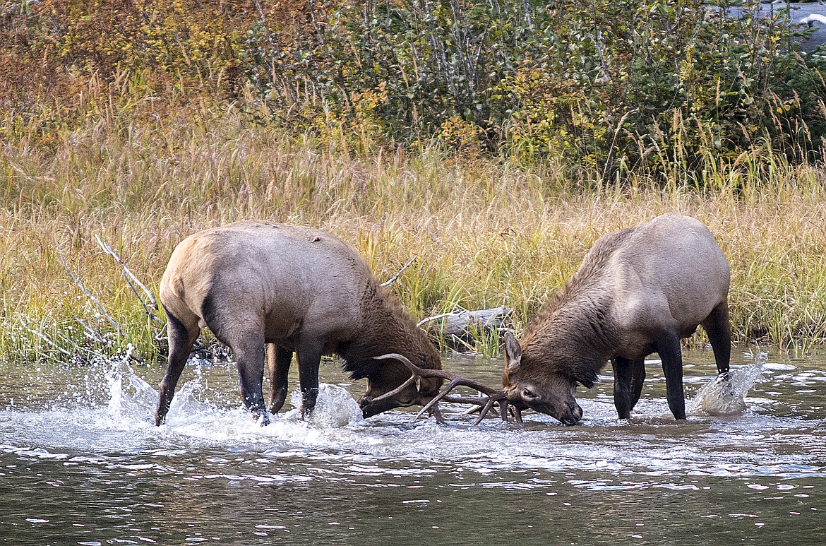 A pair of young bull elk spar in Glacier National Park.