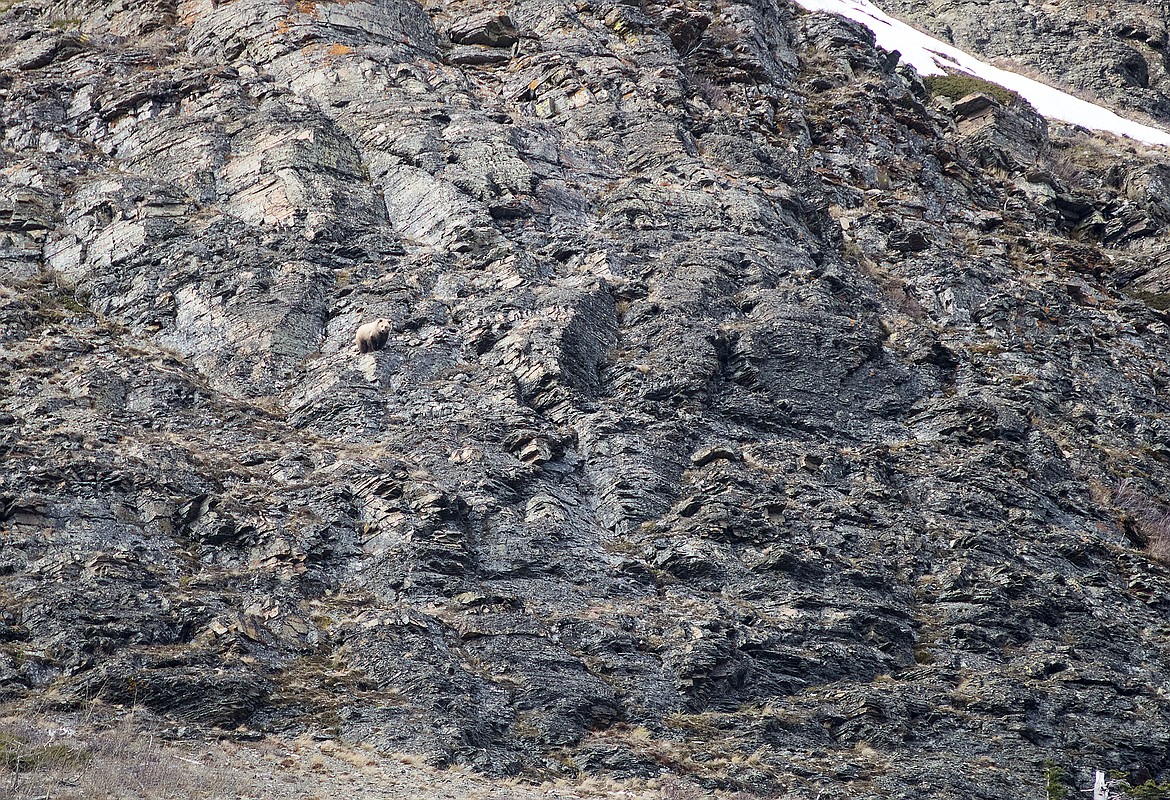 A grizzly bear hunts a cliff band in Glacier National Park.