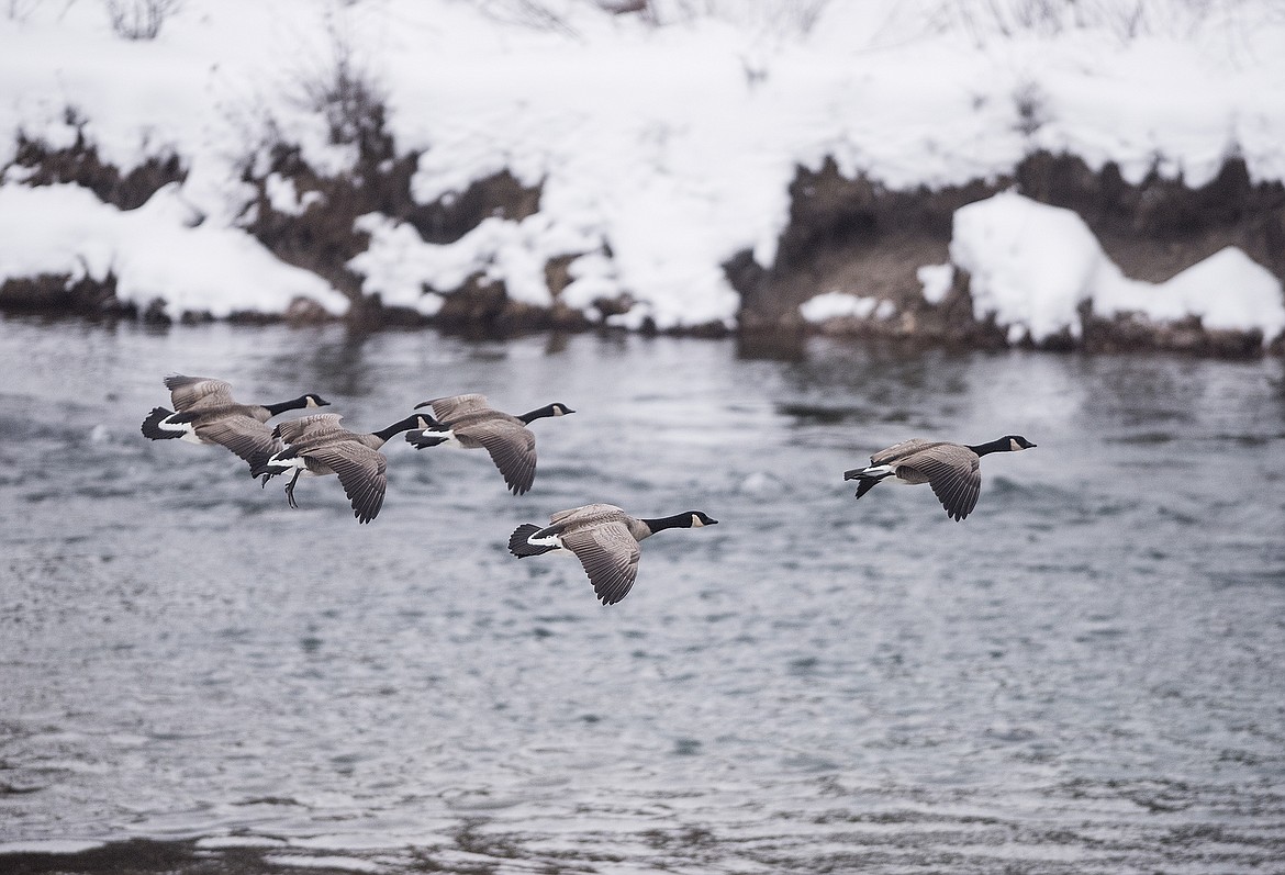 Canada geese drop in for a landing in Glacier National Park.