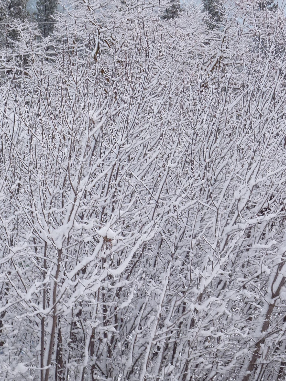 Chokecherry trees create a wave of lines and patterns in the newly fallen snow.