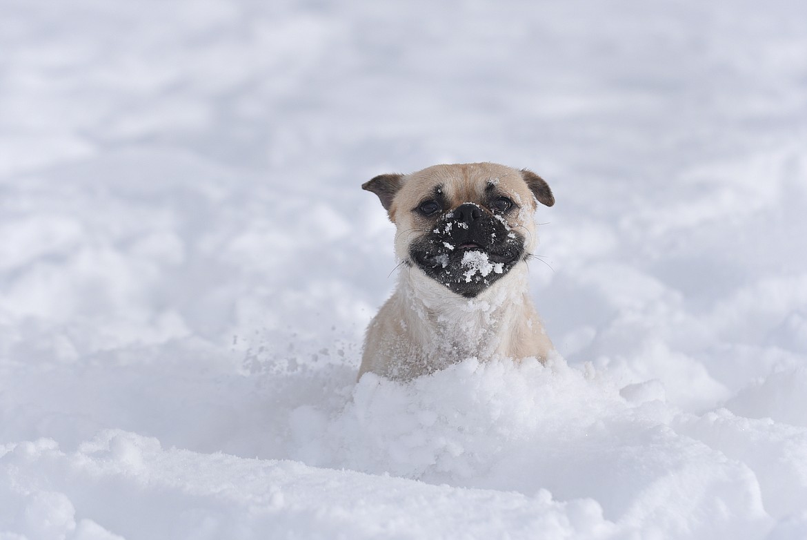 Otis, a pug-mix, plays in the snow at the Humane Society of Northwest Montana on Friday. (Aaric Bryan/Daily Inter Lake)