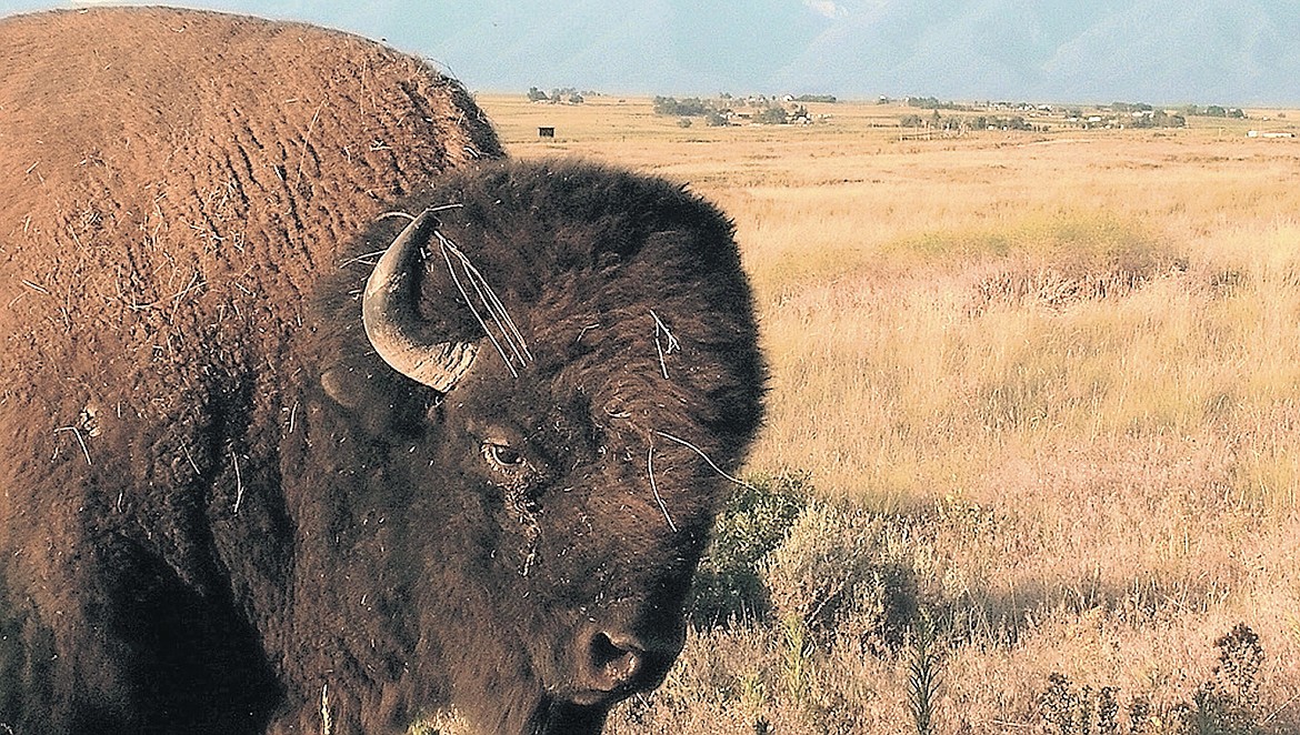 IN FEBRUARY, the U.S. Fish and Wildlife Service began considering a proposal that would allow the Salish and Kootenai Tribes to manage the National Bison Range near Moise. (Daily Inter Lake) &#160;