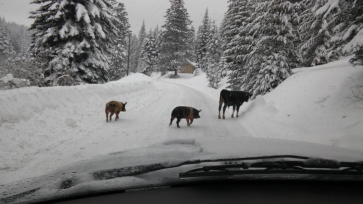 Photo courtesy of Mike Reno
Ice isn&#146;t the only hazard on local roadways these days. Snow that has raised the ground level but not fences apparently allowed this calf and pigs to stray from their owner&#146;s property on Monday along Koth Road north of Hauser near the state line.