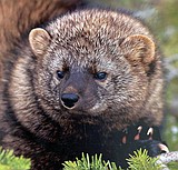 USFWS will review whether the fisher should be listed under the ESA