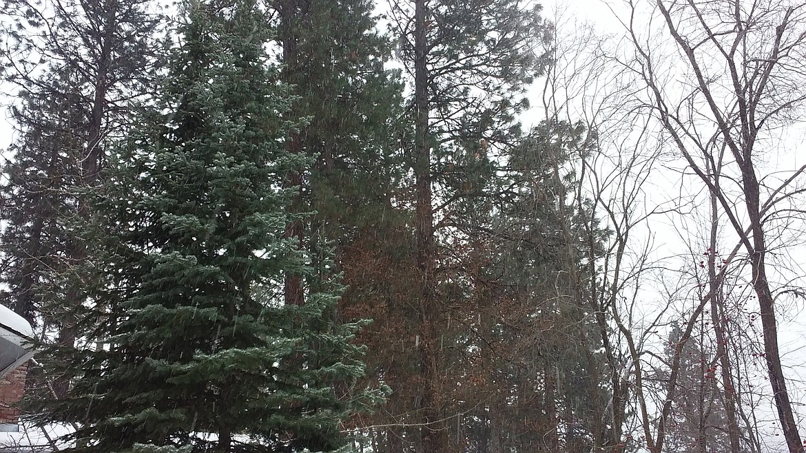 Photo by TYLER WILSON
Mature trees highlight Coeur d'Alene's Pine Hill neighborhood.