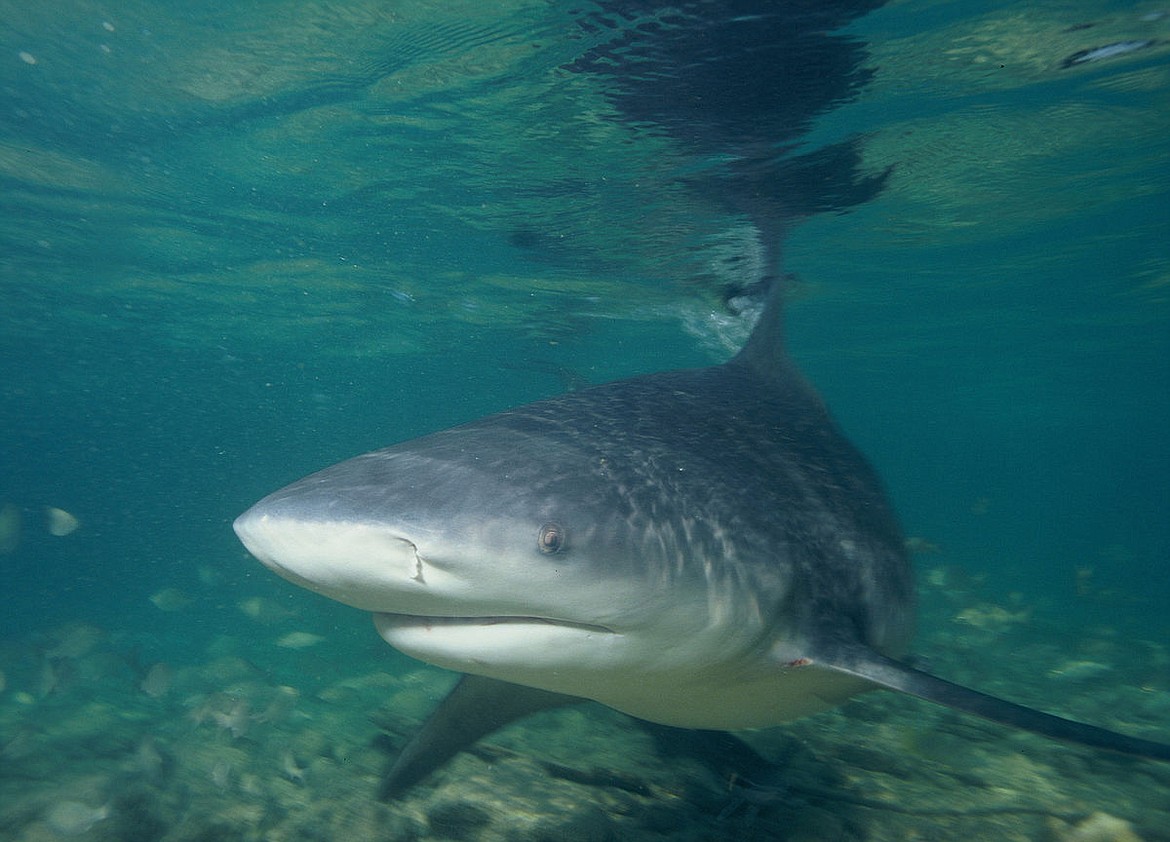 PUBLIC DOMAIN
Some experts consider the Bull Shark most dangerous of all because they are aggressive, swim in shallow water where people are and can live in fresh water lakes and rivers &#151; even in the Potomac.