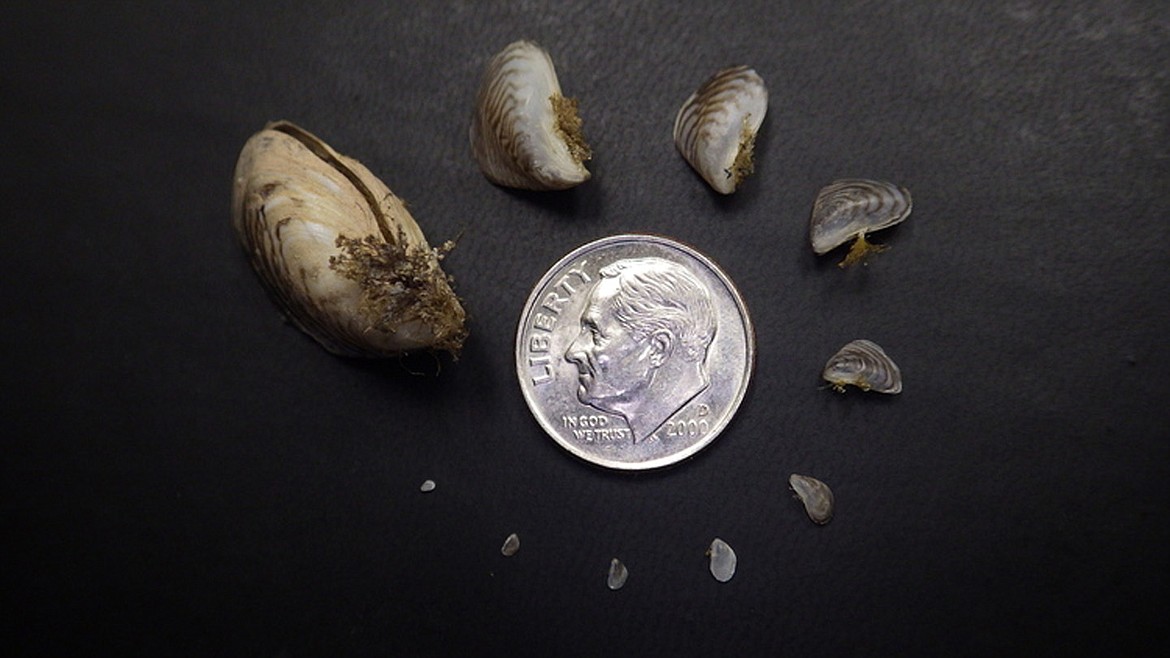 (Photo courtesy ISDA)
Invasive mussels costs states millions of dollars annually to manage.