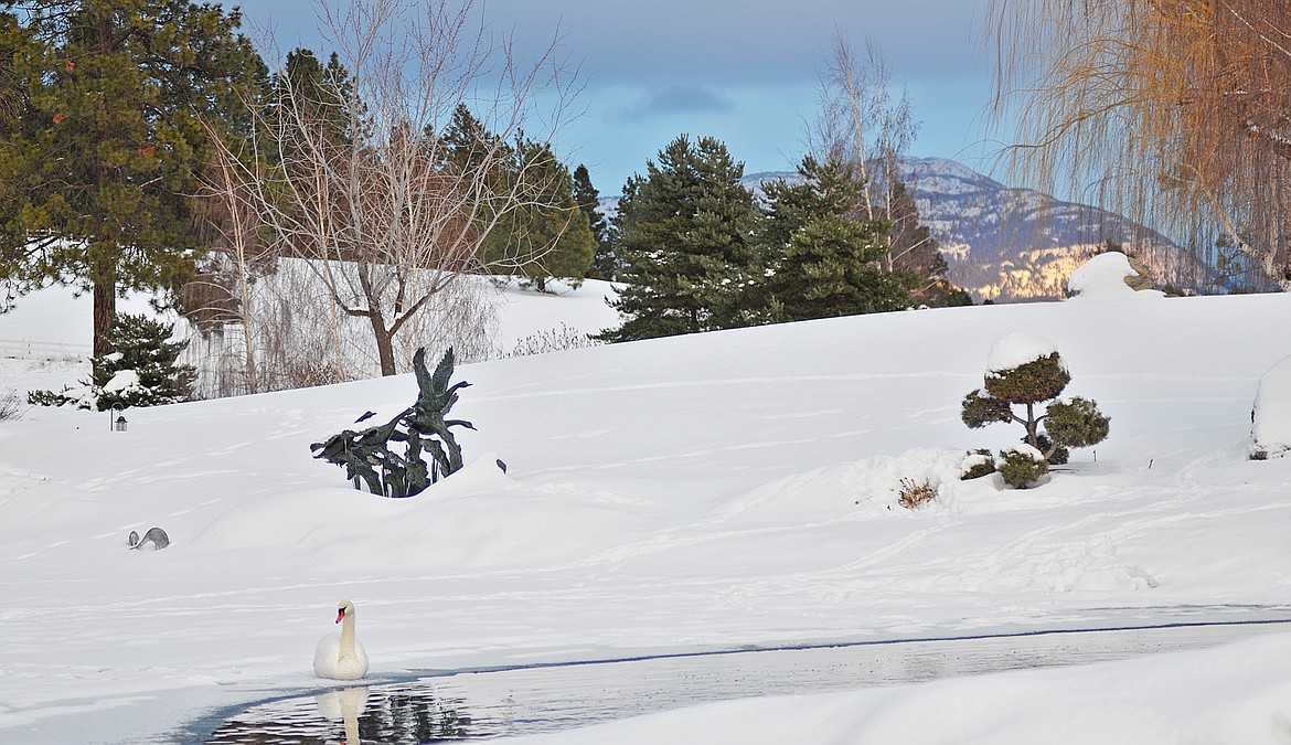 &quot;Pocahontas,&quot; a swan living at the Triple B ranch, makes her way to the Mallard Loop pond each summer.