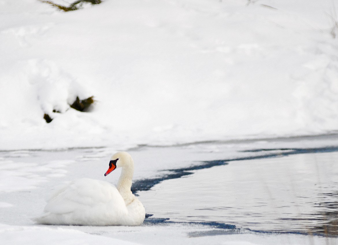 &quot;Pocahontas,&quot; a swan living at the Triple B ranch, makes her way to the Mallard Loop pond each summer.