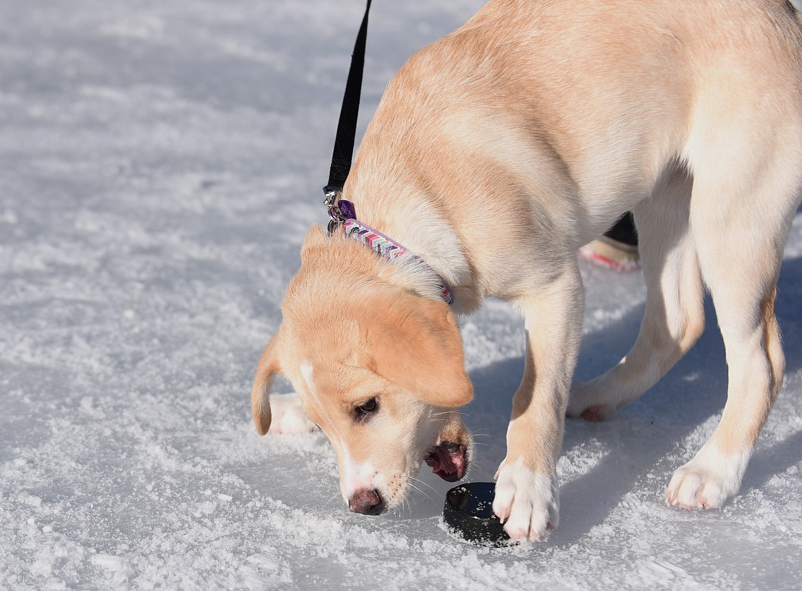 Kopi plays with puck during the Montana Pond Hockey Classic at Foys Lake on Friday. (Aaric Bryan/Daily Inter Lake)