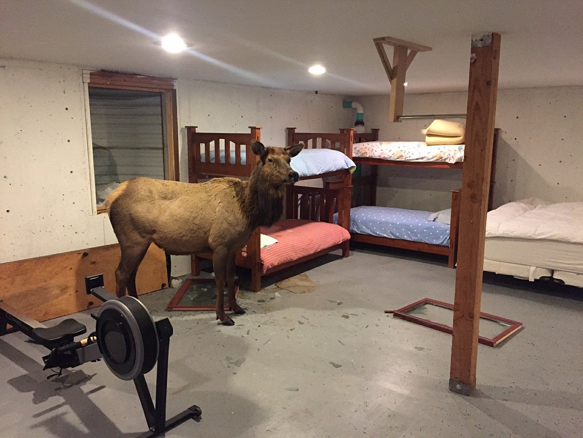 Photo courtesy of IDAHO DEPARTMENT OF FISH AND GAME
An elk stands in the basement of a Hailey home after crashing through a window well. It&#146;s the second time in less than a week that a big game animal dropped in this way at a home in this town.