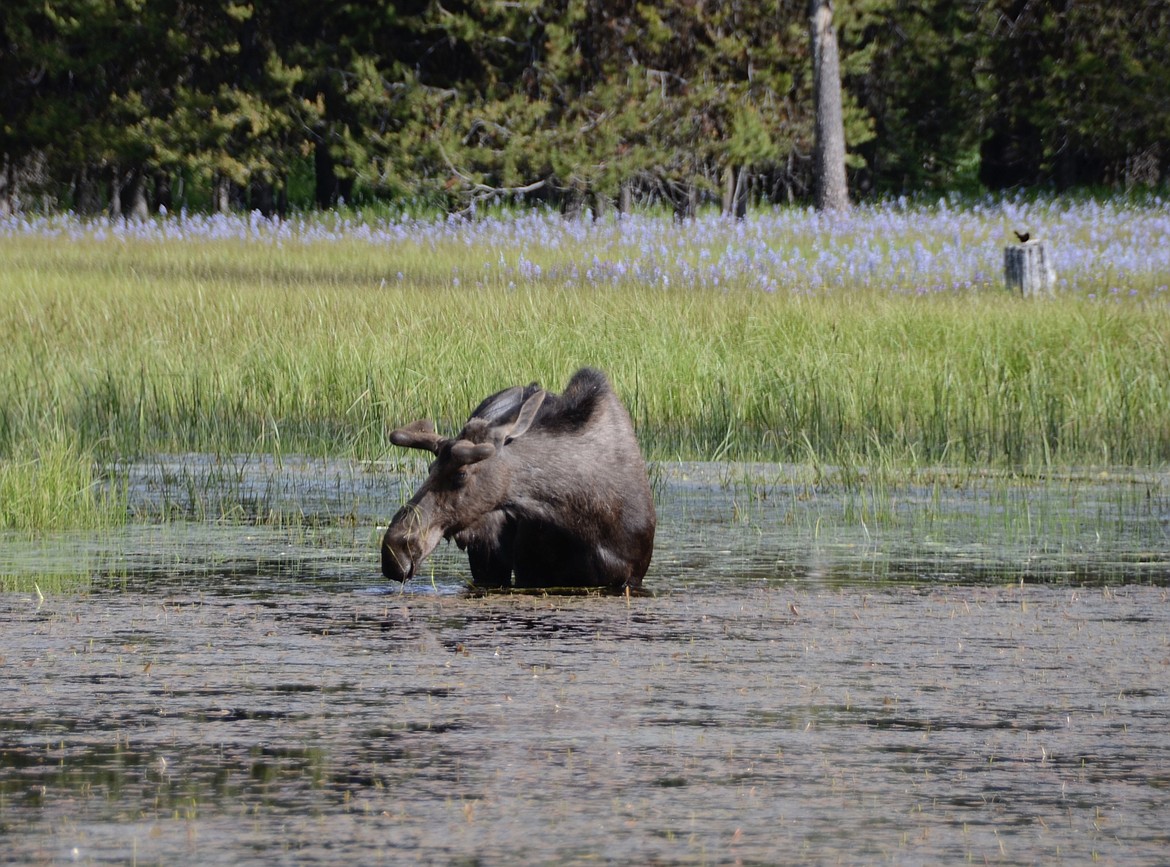 Photo courtesy of IDAHO FISH AND GAME
A moose wades in the water.