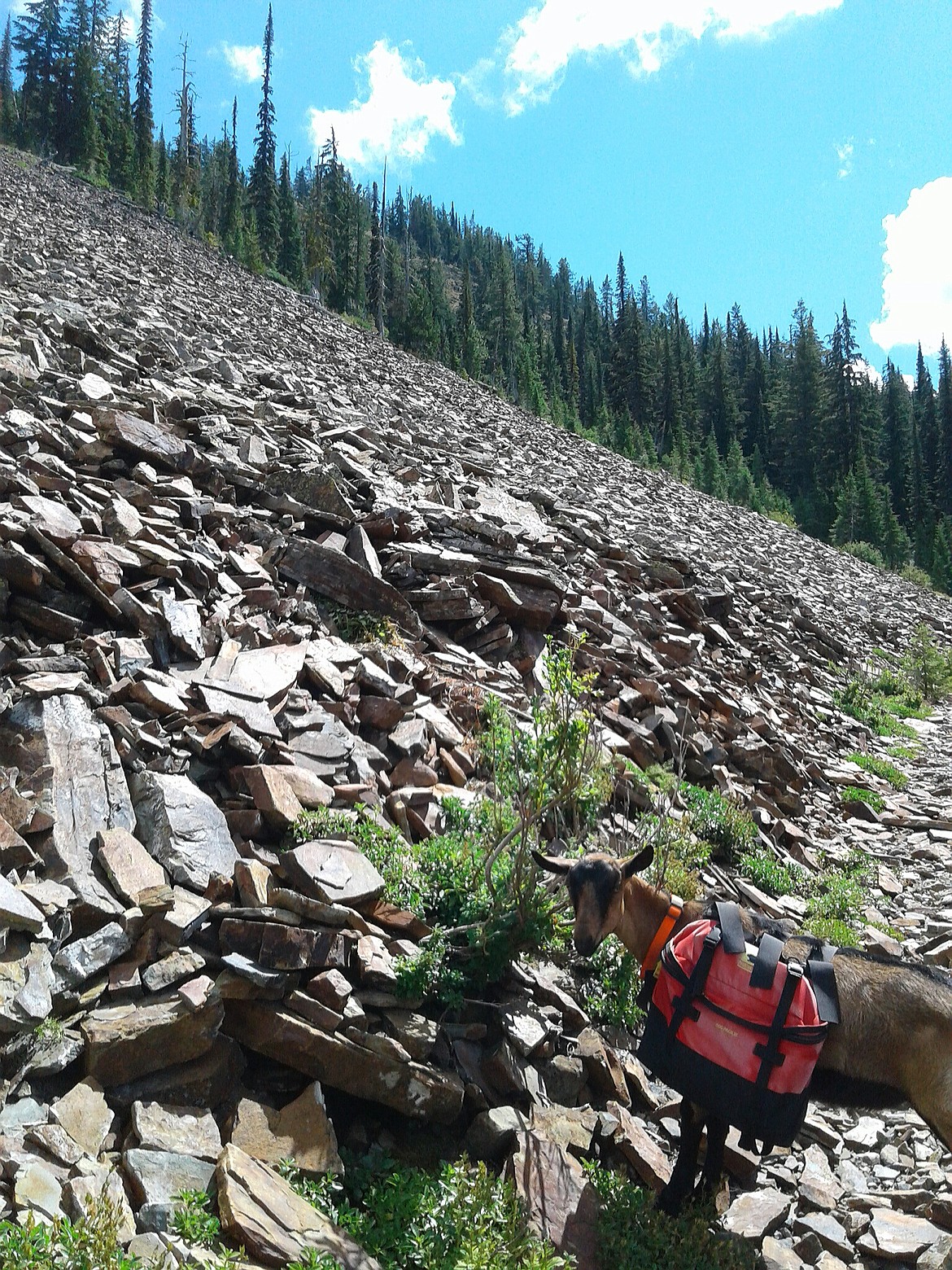 The steep talus slopes that Tank enjoys during the summer often become avalanche prone areas during the winter.