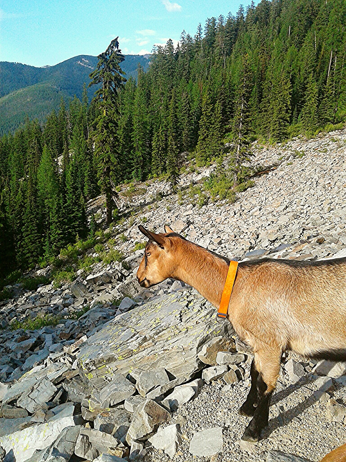 The steep talus slopes that Tank enjoys during the summer often become avalanche prone areas during the winter.