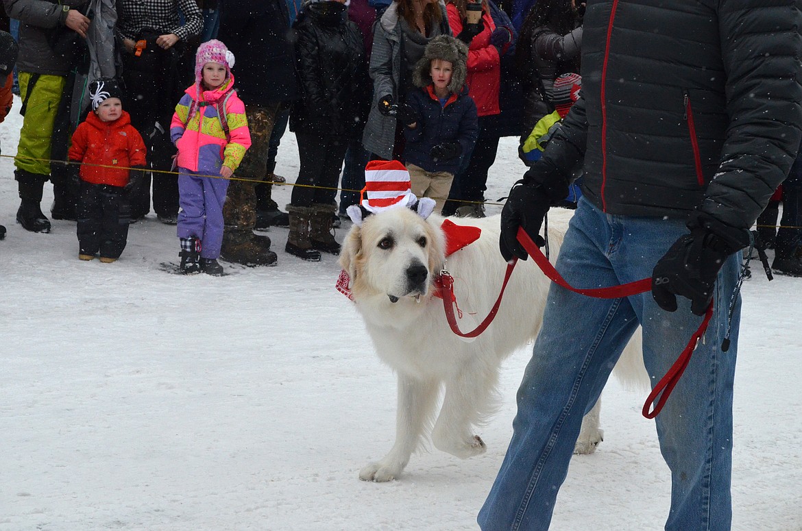 Hundreds lined Central Avenue Saturday for the 58th annual Whitefish Winter Carnival Grand Parade. This year&#146;s theme was &#147;One Fish, Two Fish, Whitefish&#148; a nod to the many colorful Dr. Seuss children books. (Heidi Desch/Whitefish Pilot)