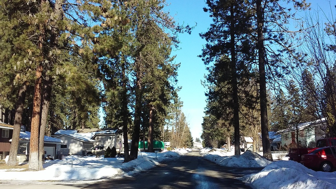 TYLER WILSON/Press
A tree-lined residential area not far from the Kootenai County Fairgrounds.