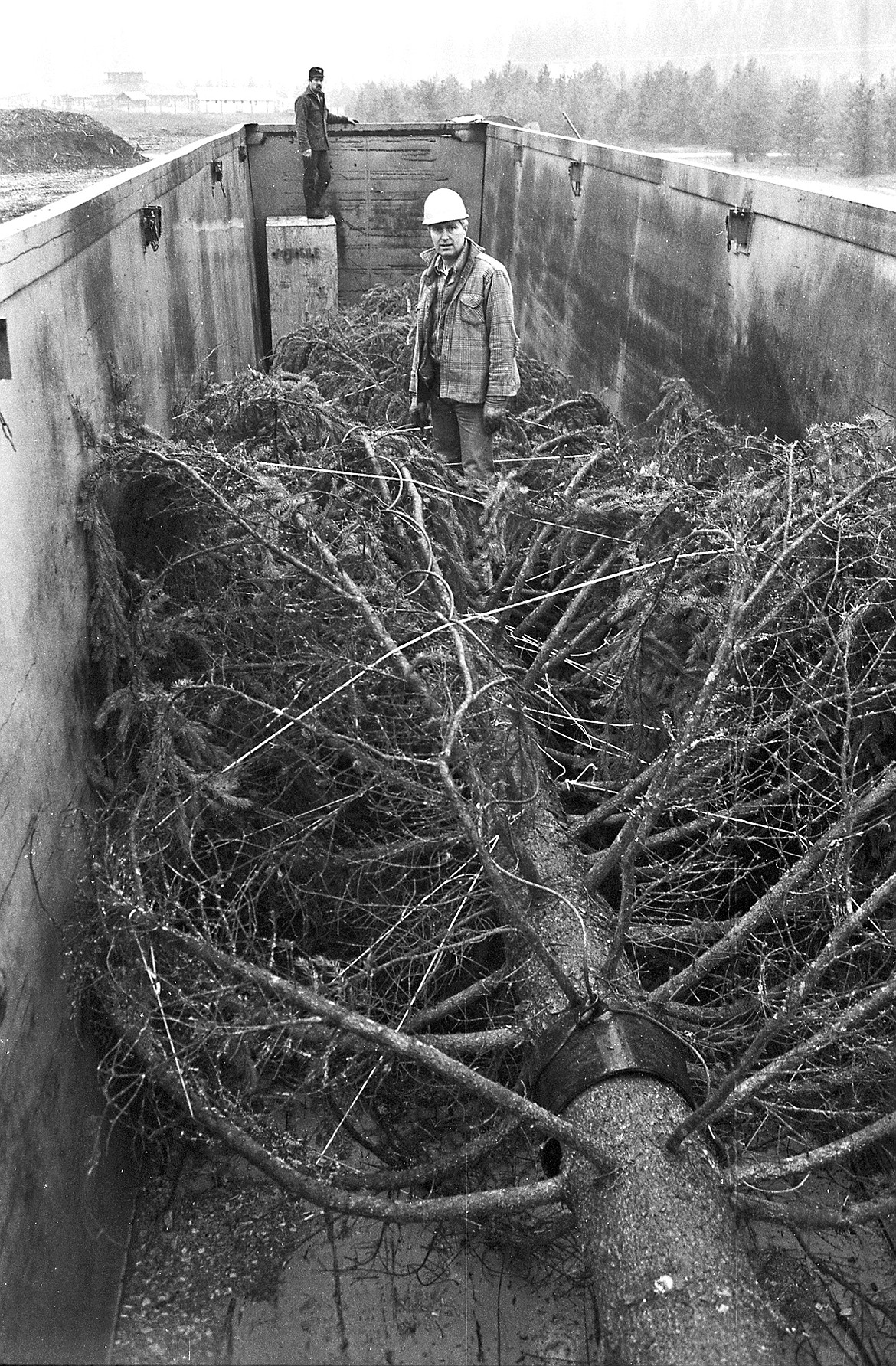 Jim Simpson of Champion International pauses in his last checkup of the 65-foot 1989 Capitol Christmas Tree as it rests inside the boxcar which will carry it to Washington. From the Nov. 22, 1989 files of The Western News.
