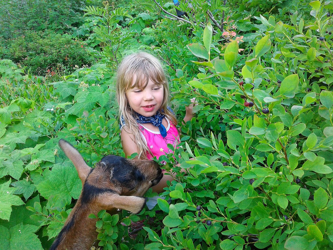 Photos by Molly Geiger
Ella and her &#147;goat bro&#148; found that they share a love of huckleberries as well as hiking over the summer.