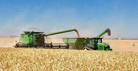 Ted Escobar/The Sun Tribune - Kevin Lyles grows more than 2,000 acres of wheat on a farm his great grandfather, Texan F.M. Lyle, started in 1901. Some is irrigated. Most is not.