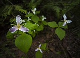 Native Plant Society to celebrate its 30th anniversary