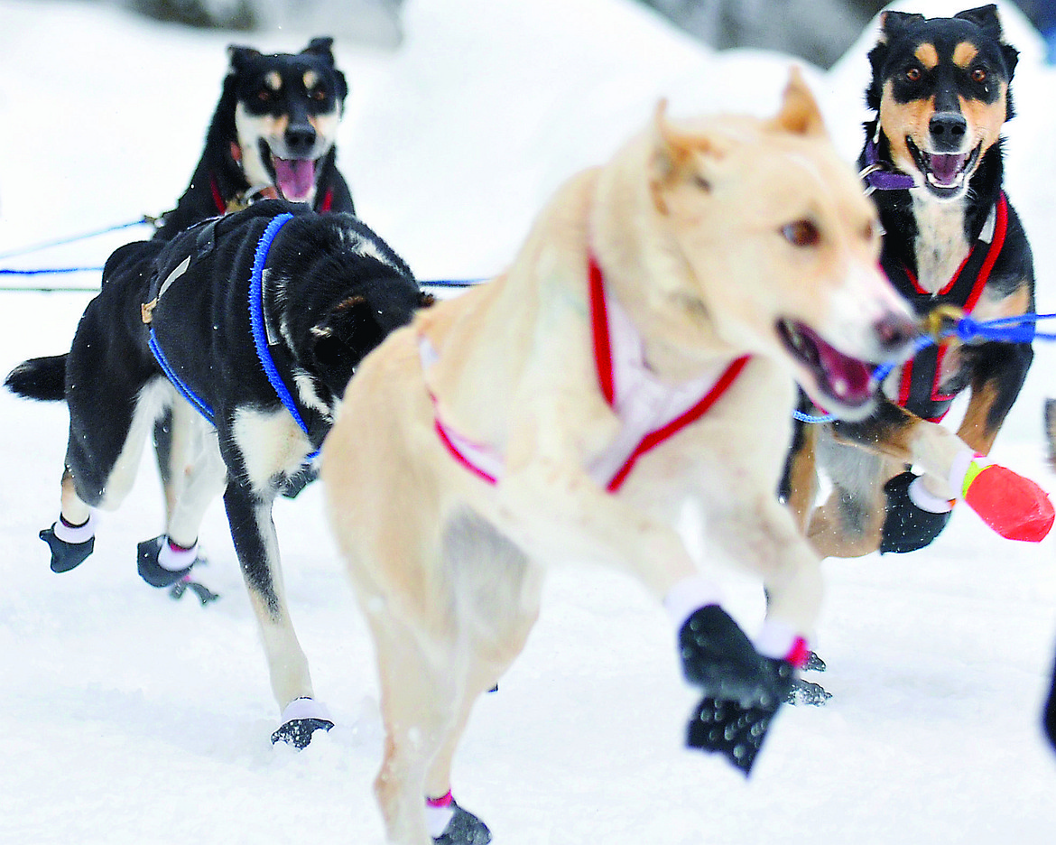 A DOG on Dena Wannamaker's (Didsbury, Alberta) team jumps up in the air while running the trail with his team. (Nate Chute/Daily Inter Lake, file)