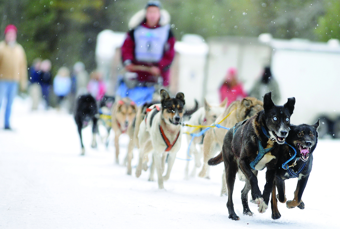 SAM PALFREY of Ouesnel, British Columbia takes off at the start of the Flathead Sled Dog Days in Olney in this file photo. The 2017 Flathead Classic sled dog race begins Saturday, Feb. 25 in Olney. Some mushers and teams will run an 80-mile course, from Olney to Polebridge and back, wrapping up back in Olney on Sunday, Feb. 25. (Brenda Ahearn/Daily Inter Lake, file)