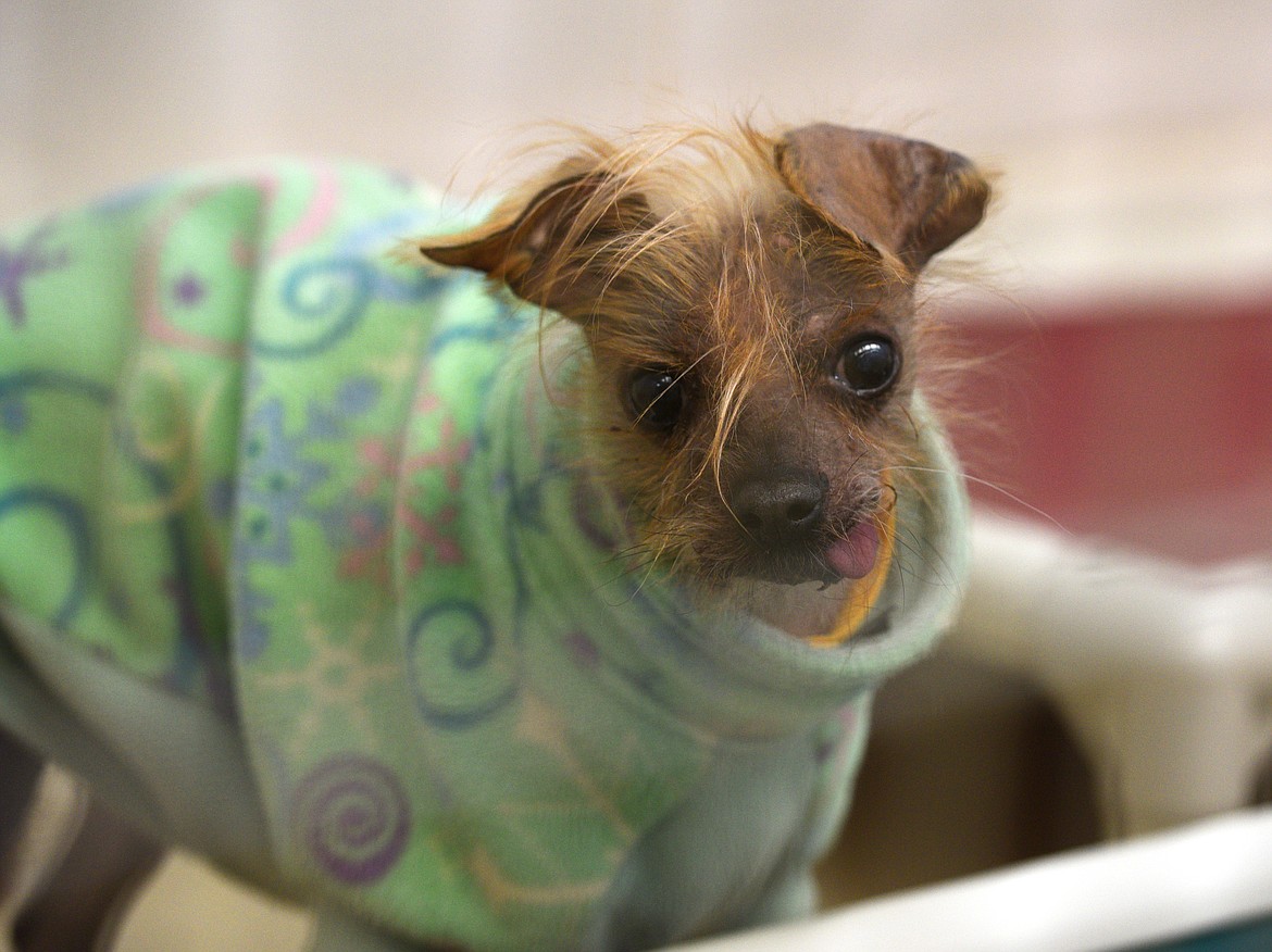 One of the 37 dogs taken to the Flathead County Animal Shelter.