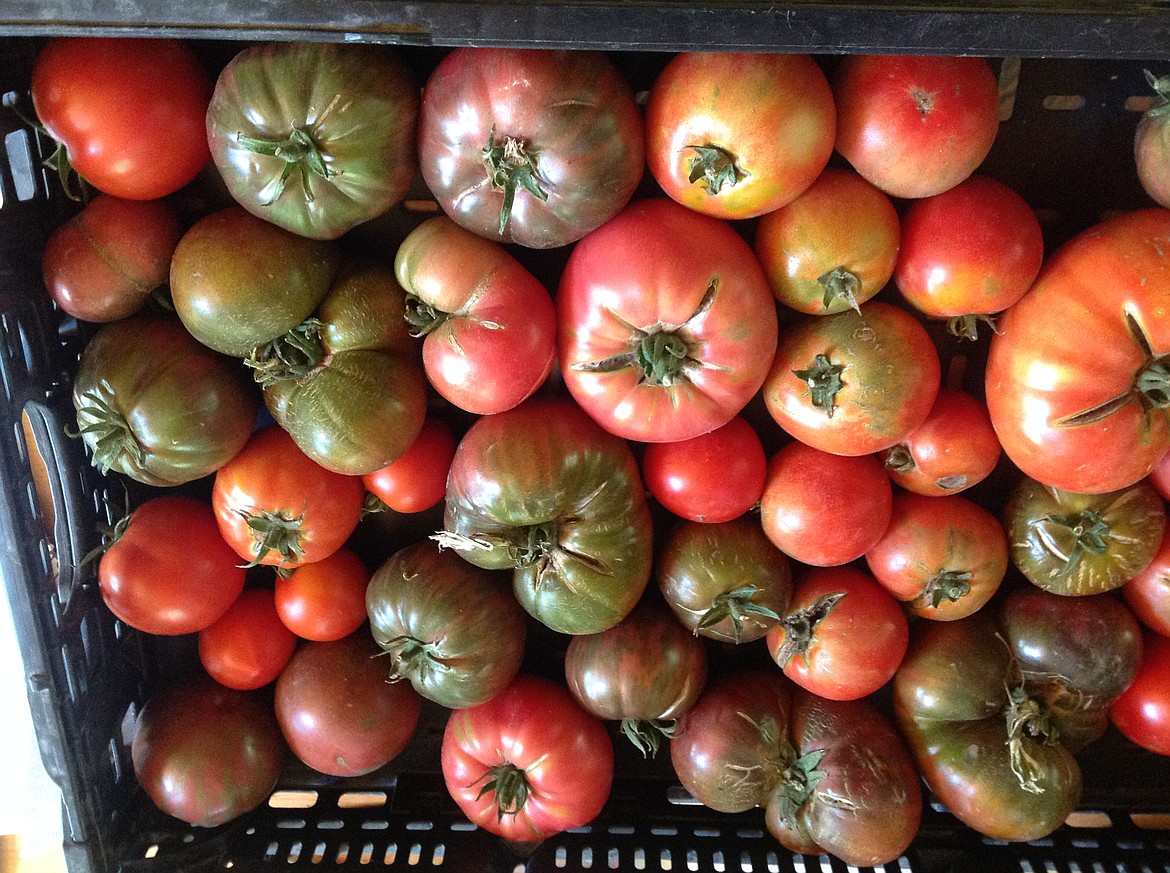 (Courtesy photo)
&#147;Tomatoes are probably my biggest moneymaker,&#148; Mitch Kivkin said.