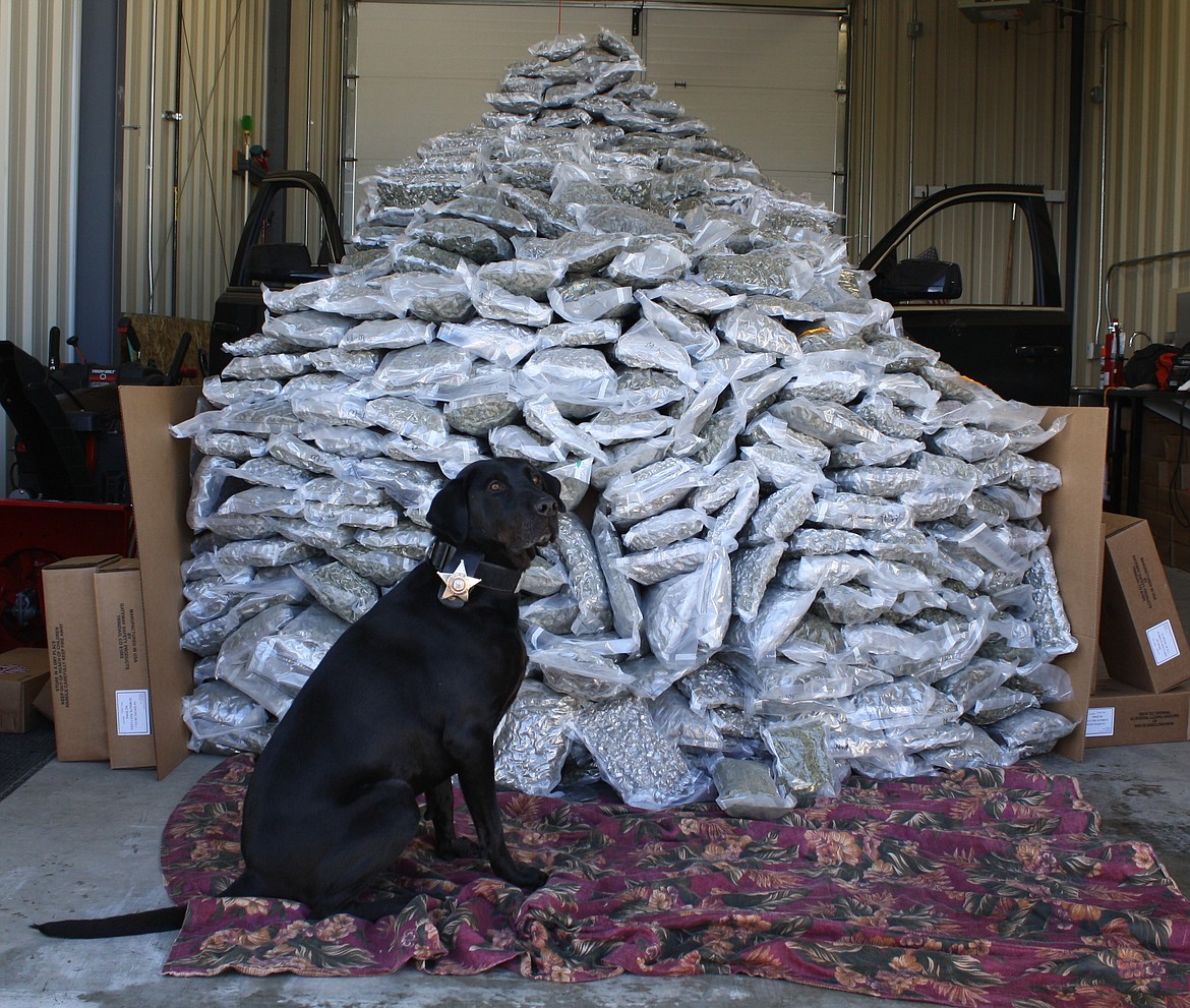 Courtesy photo
Idaho State Police drug detection dog Ace stands in front of 378 pounds of marijuana he and his handler seized on Jan. 21, 2017, on I-90 outside Kellogg.