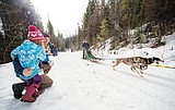 Sled dog race this weekend from Olney to Polebridge