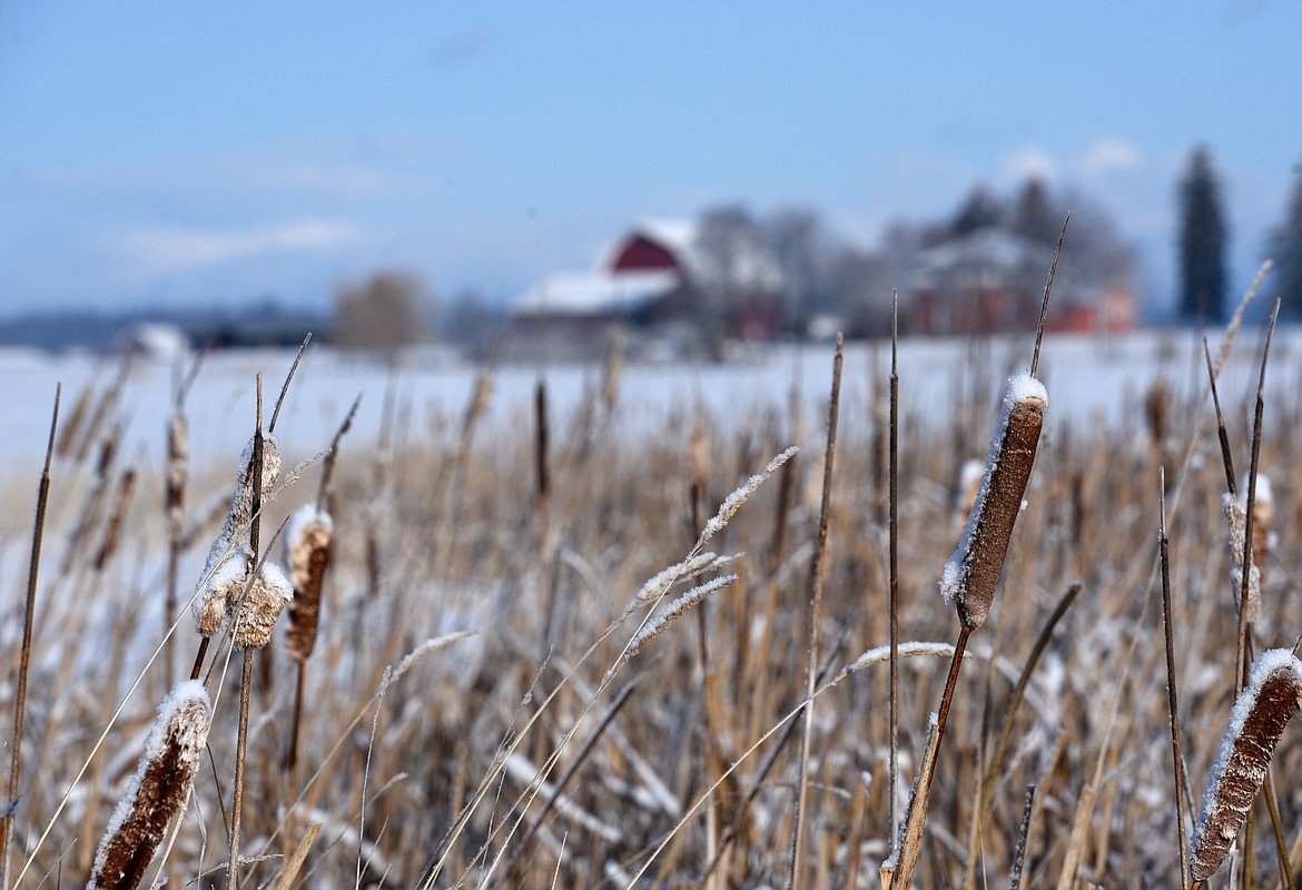 SNOW COVERS the cattails near the pond on the Cummings property in Lower Valley. (Aaric Bryan/This Week in the Flathead)