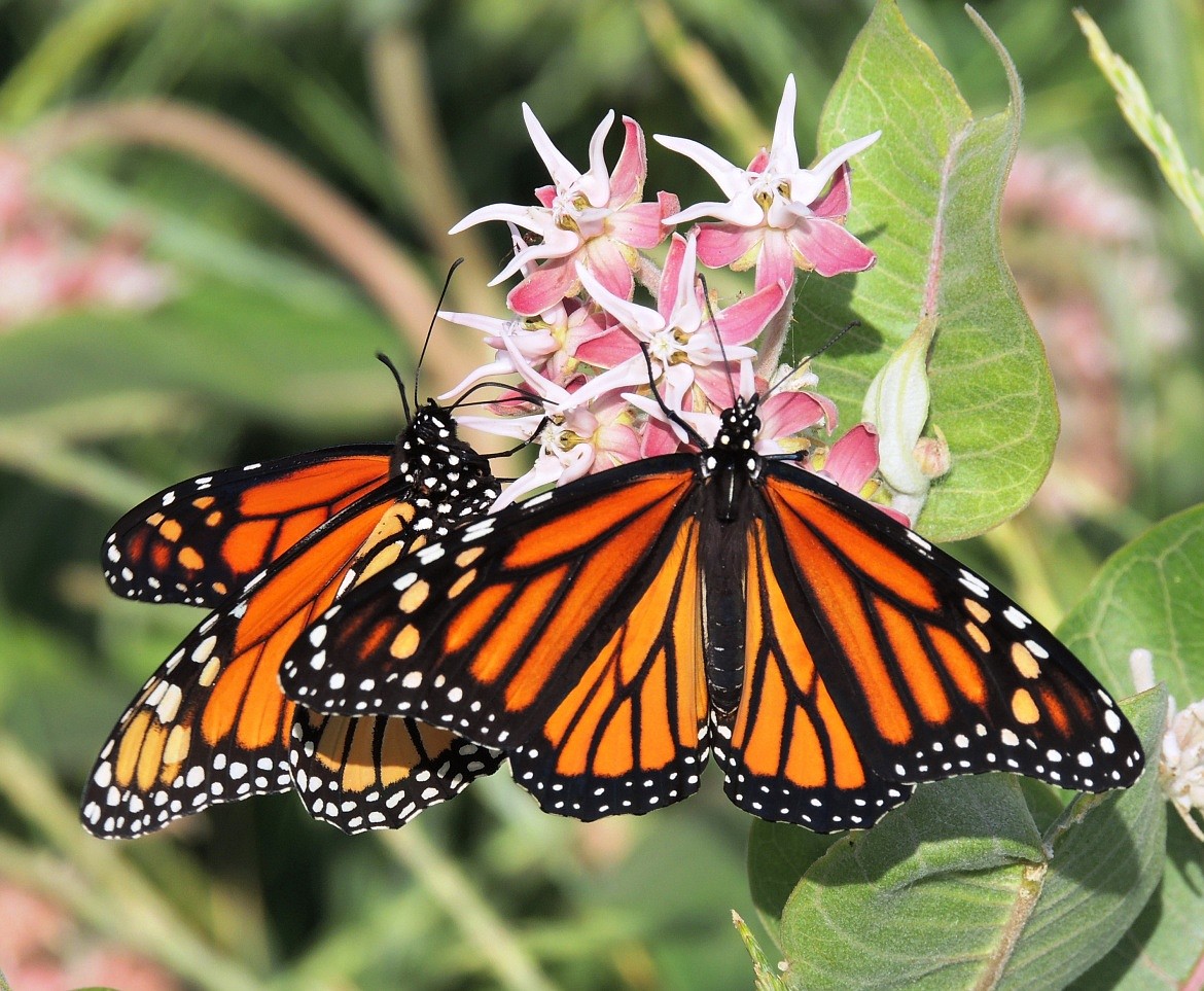 Photos courtesy of IDAHO FISH AND GAME
Freshly emerged from their chrysalises, adult monarch butterflies sip nectar from the flowers of showy milkweed.