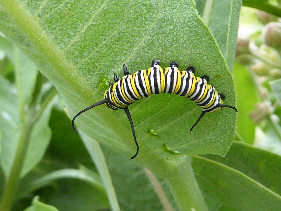 A monarch caterpillar feeds on milkweed, a plant the insect feeds exclusively on. The caterpillars sequester from milkweed chemicals known as cardednolides that make the insects toxic to predators. (Photo courtesy of the Idaho Department of Fish and Game)