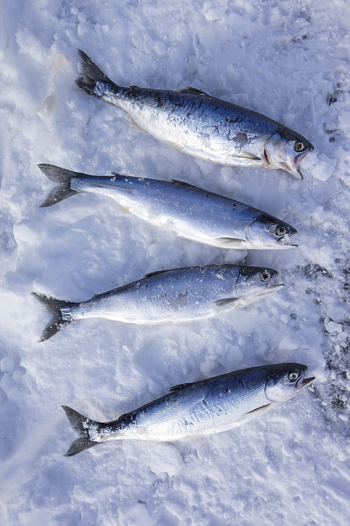 Fish caught are kept cold on the ice of the lake.