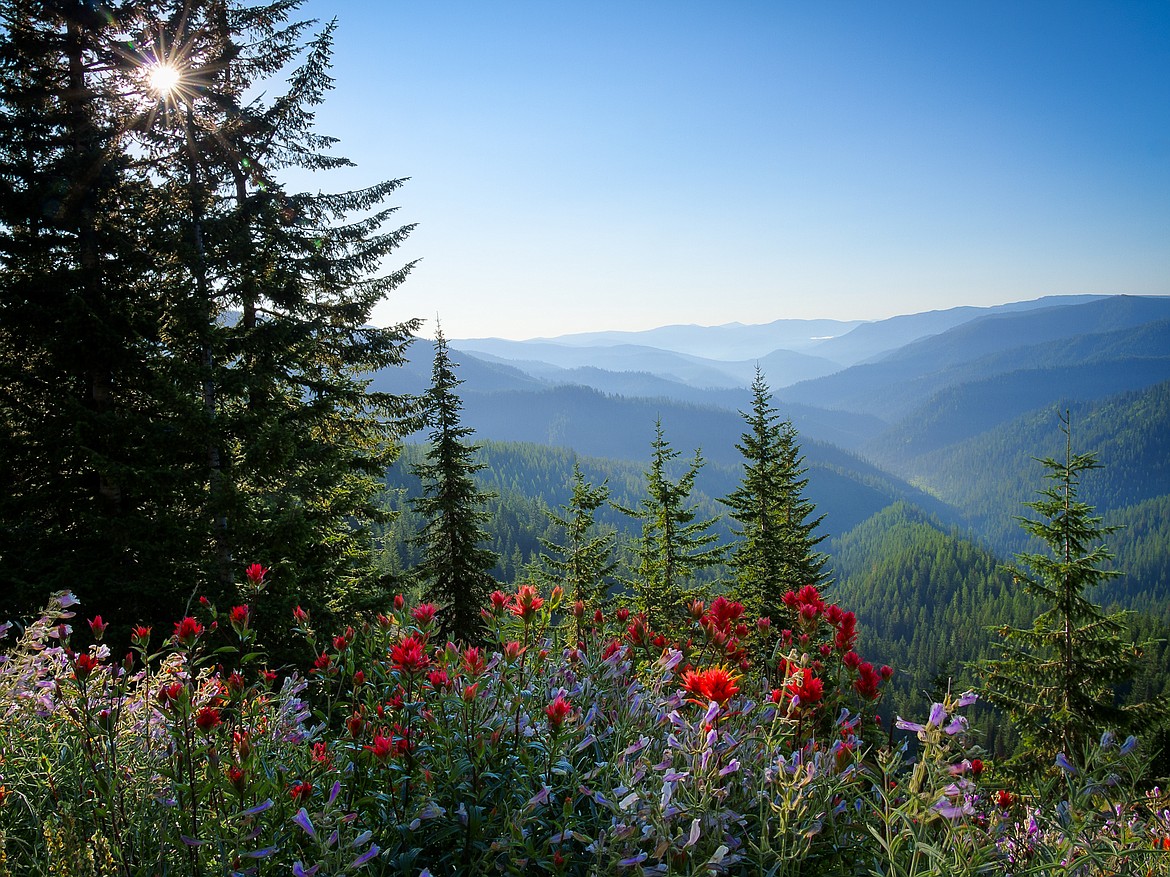 Looking into the St. Joe River drainage with summer wildflowers near the top of Moon Pass.