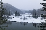 Of moose and men