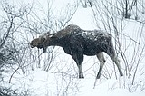 Another winter storm expected tomorrow, Friday