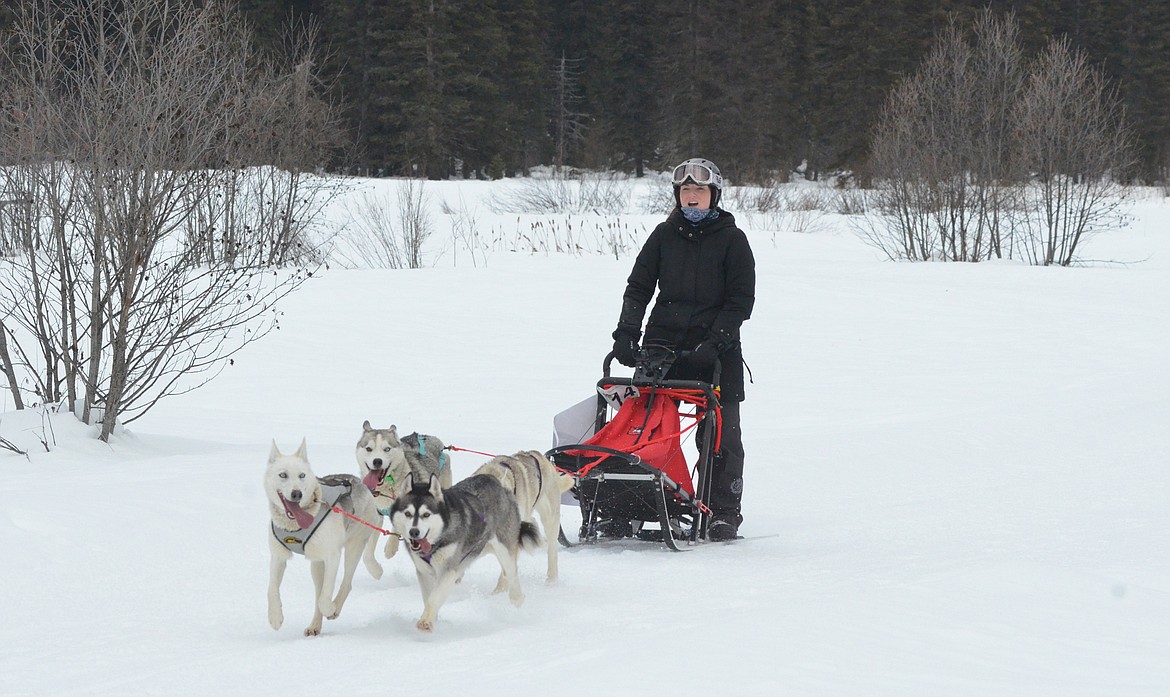 Kim Stanley of Canada comes in to the finish line Saturday during the 5.5-mile race during the Flathead Classic Sled Dog Race at the Dog Creek Lodge west of Olney. (Heidi Desch photos/Whitefish Pilot)