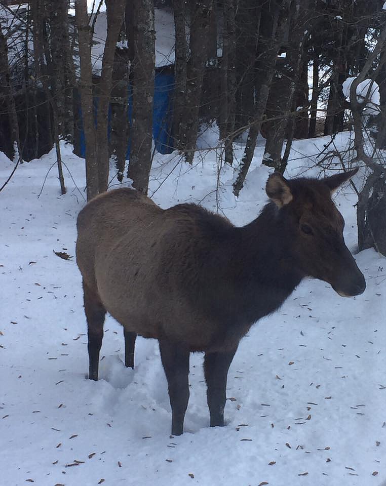 The local elk graced the cover of the Shoshone News-Press in late December when she went head-to-head with Keller's dogs.