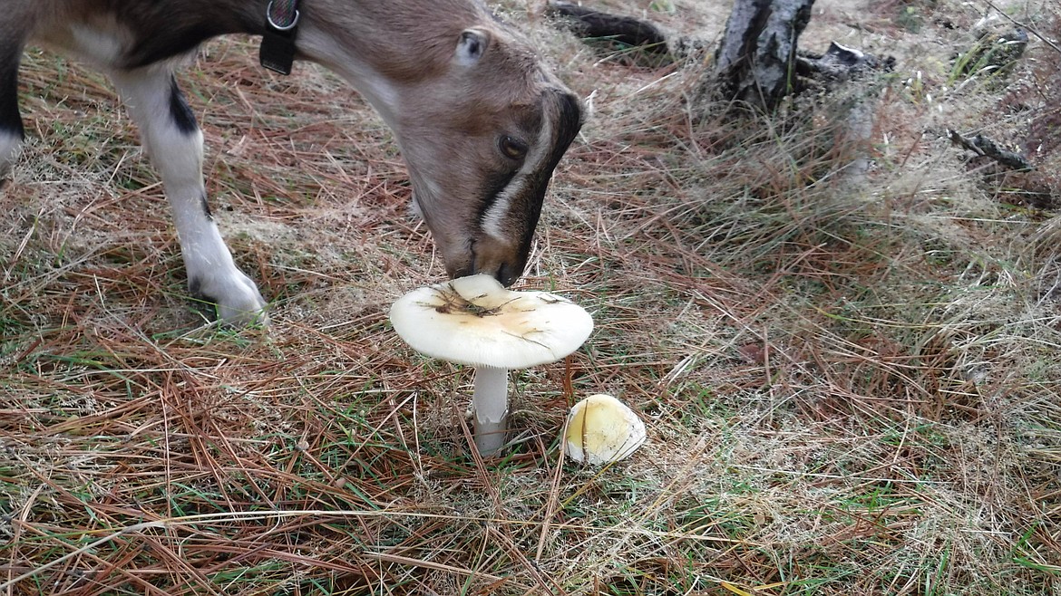 Kiff tries out his first toad stool mushroom......yummy.